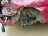 P221, Ford Fiesta 2009, 1.4, бензин, МКПП