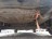 M14, Ford Fusion 2005, 1.4, бензин, МКПП