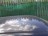 D737, Nissan Qashqai 2007, 1.5, дизель, МКПП